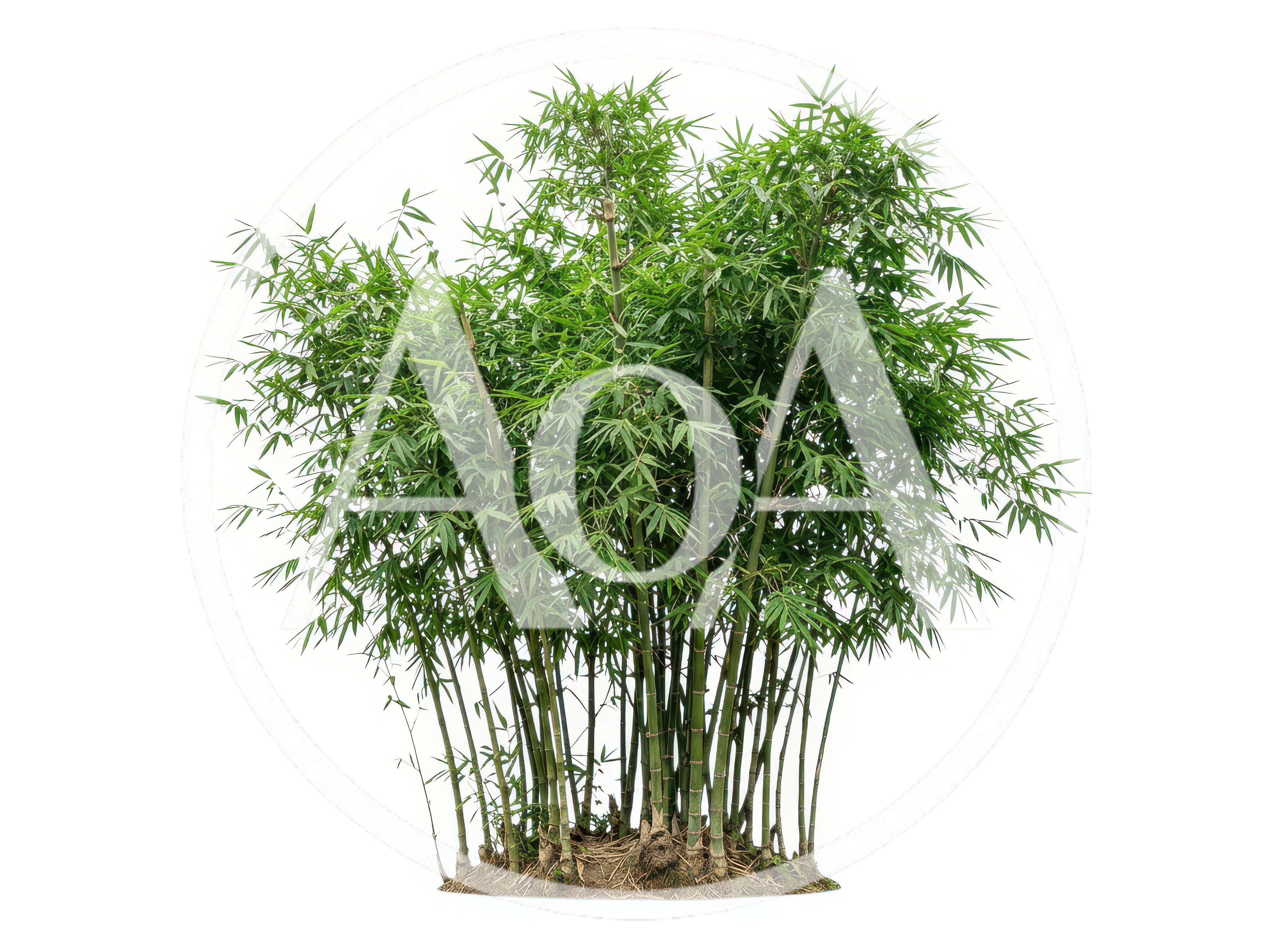Lush Green Bamboo Plant Isolated On White Background