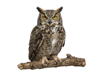 Great Horned Owl Perched On A Wooden Branch