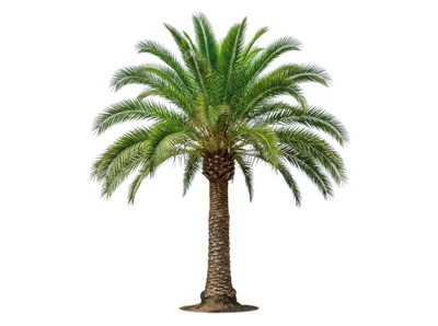 Single Phoenix Canariensis Palm Tree Isolated On White