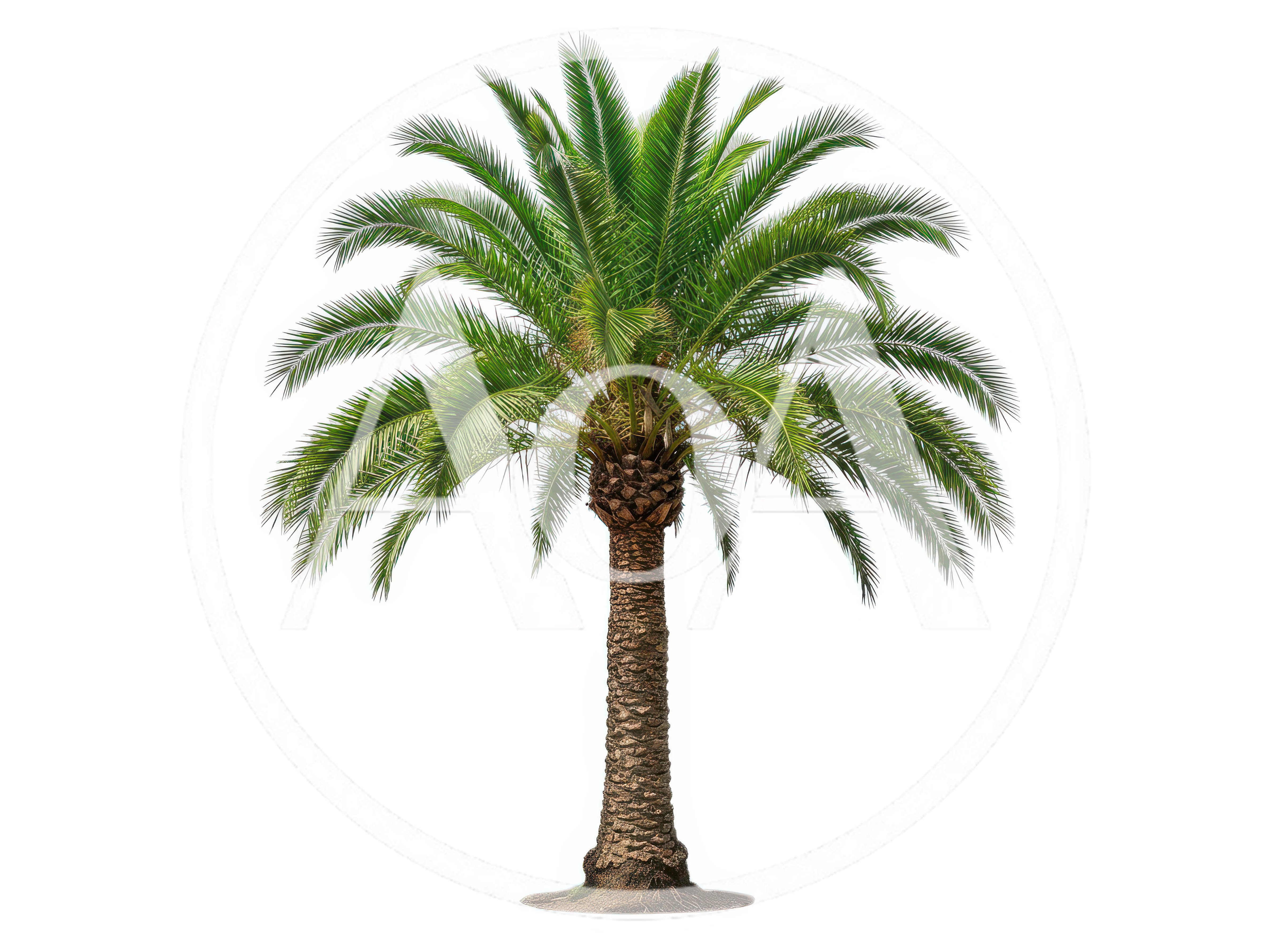 Single Phoenix Canariensis Palm Tree Isolated On White