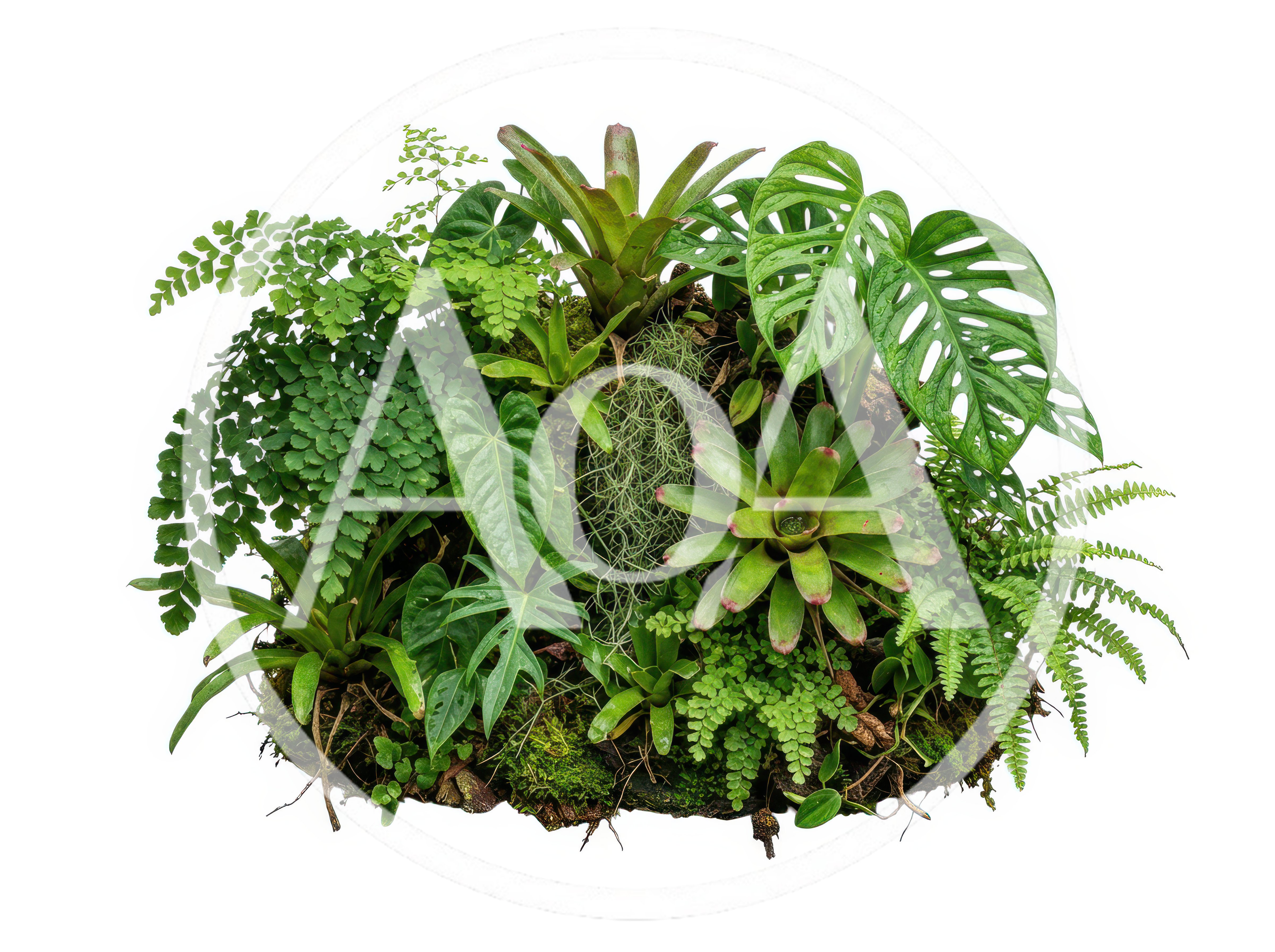 Lush Tropical Plant Arrangement On White Background