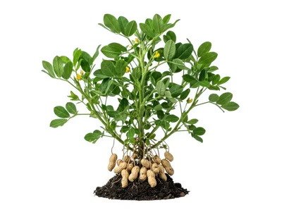 Peanut Plant Growing In Soil With Visible Pods