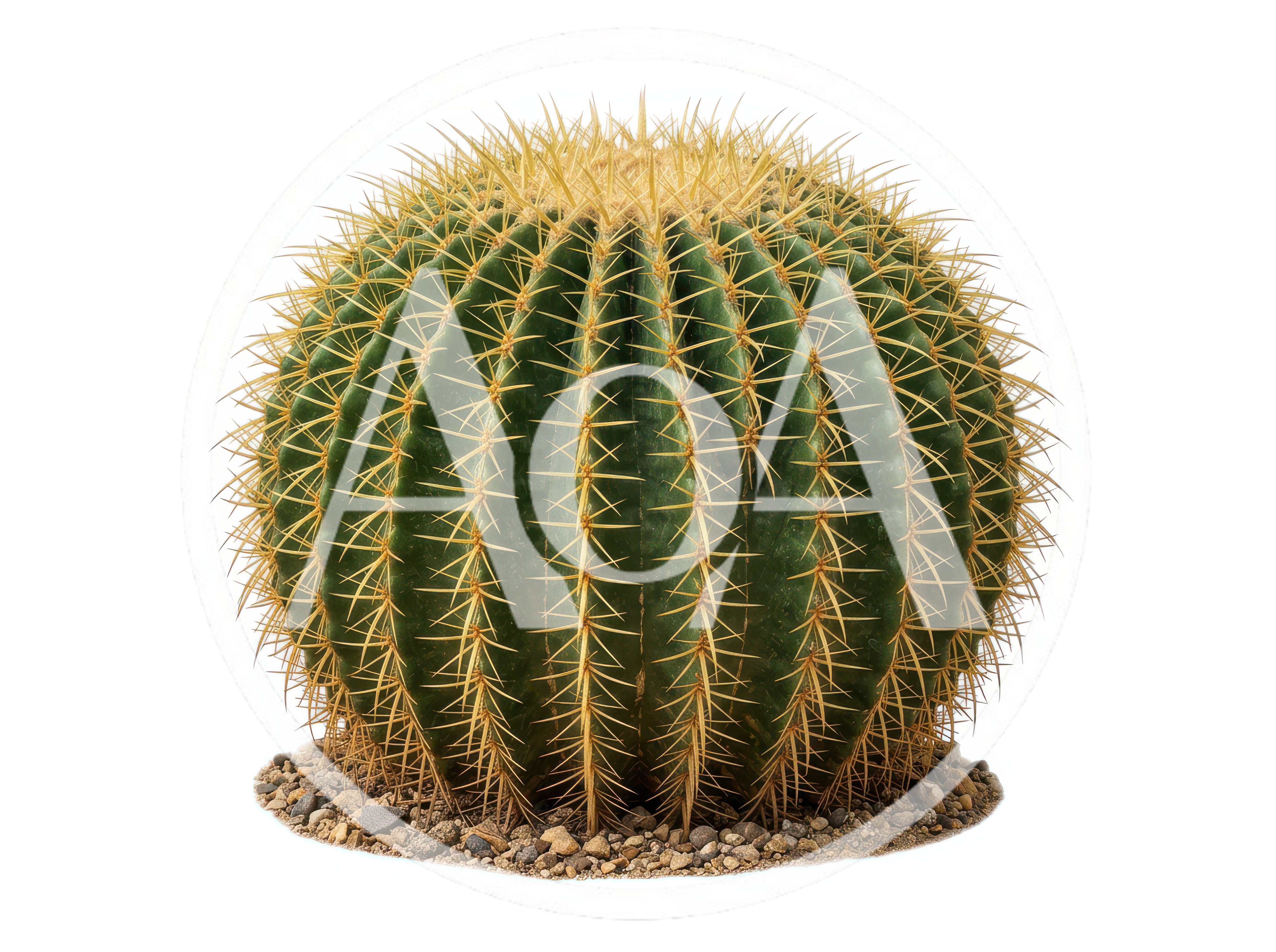 Golden Barrel Cactus Isolated On White Background