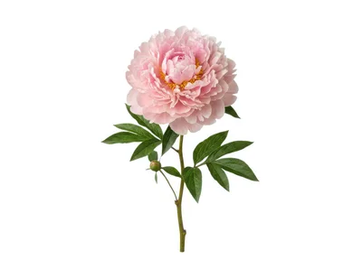 Single Pink Peony Flower With Leaves And Bud