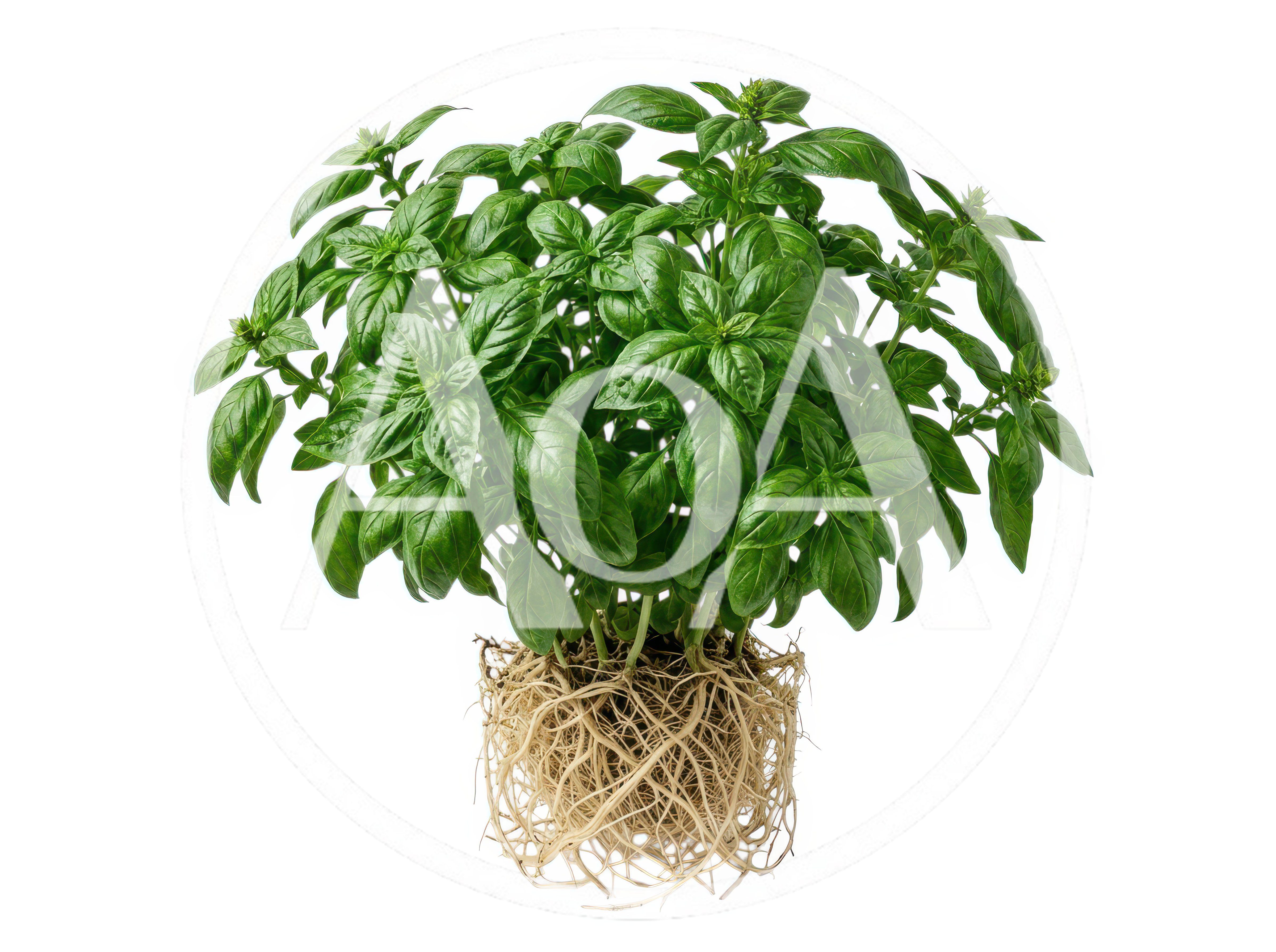 Fresh Green Basil Plant With Exposed Roots