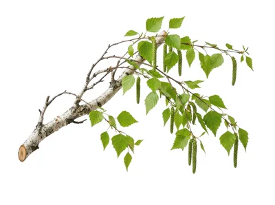Birch Tree Branch With Green Leaves And Catkins