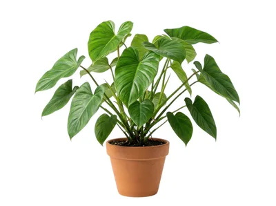 Potted Philodendron Plant Isolated On White Background