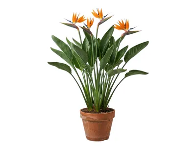 Potted Bird of Paradise Plant With Orange Flowers
