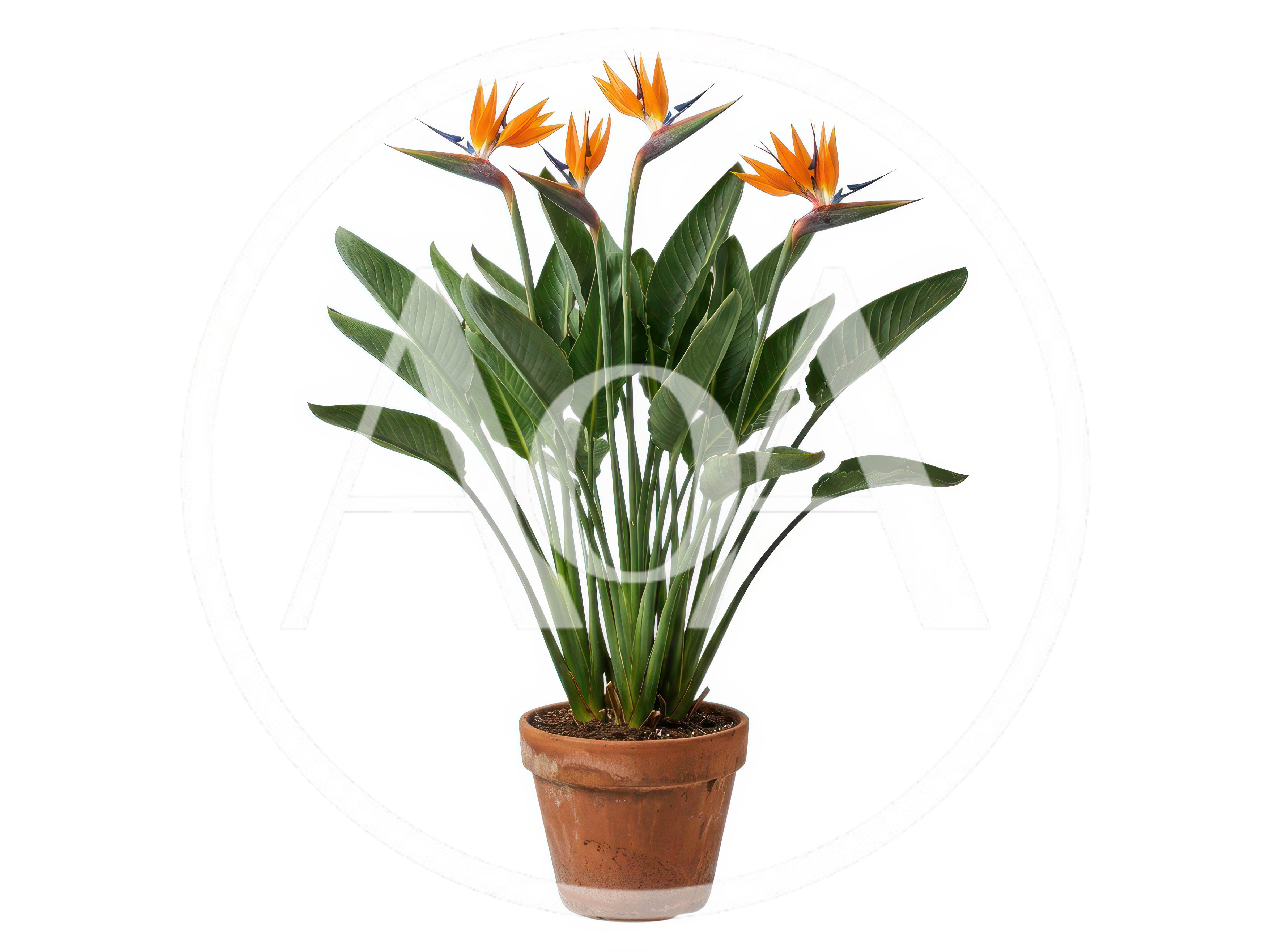 Potted Bird of Paradise Plant With Orange Flowers