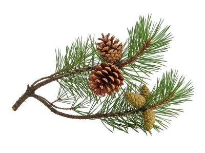 Pine Branch With Mature And Young Cones