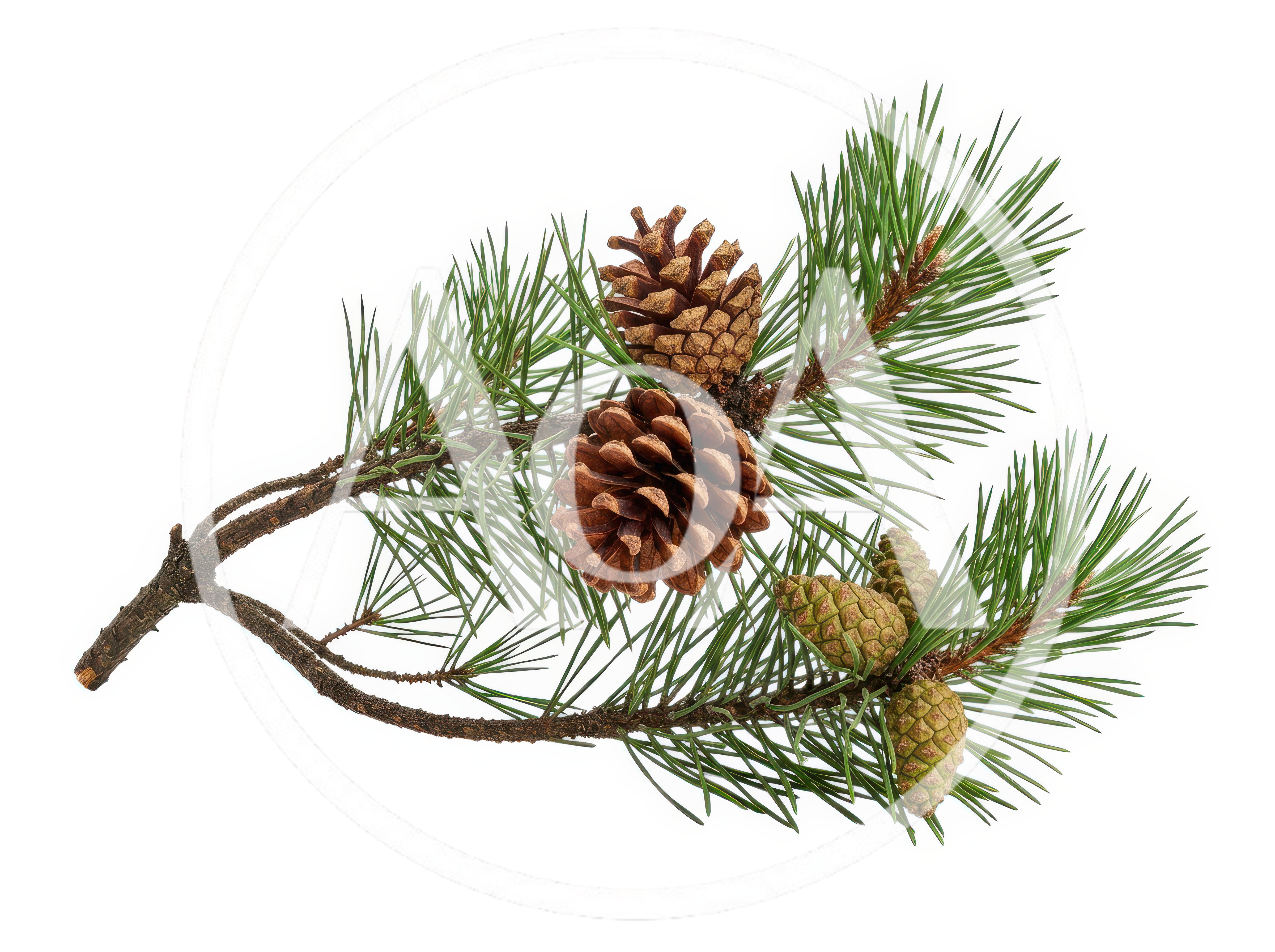 Pine Branch With Mature And Young Cones
