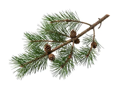 Pine Branch With Cones Isolated On White Background