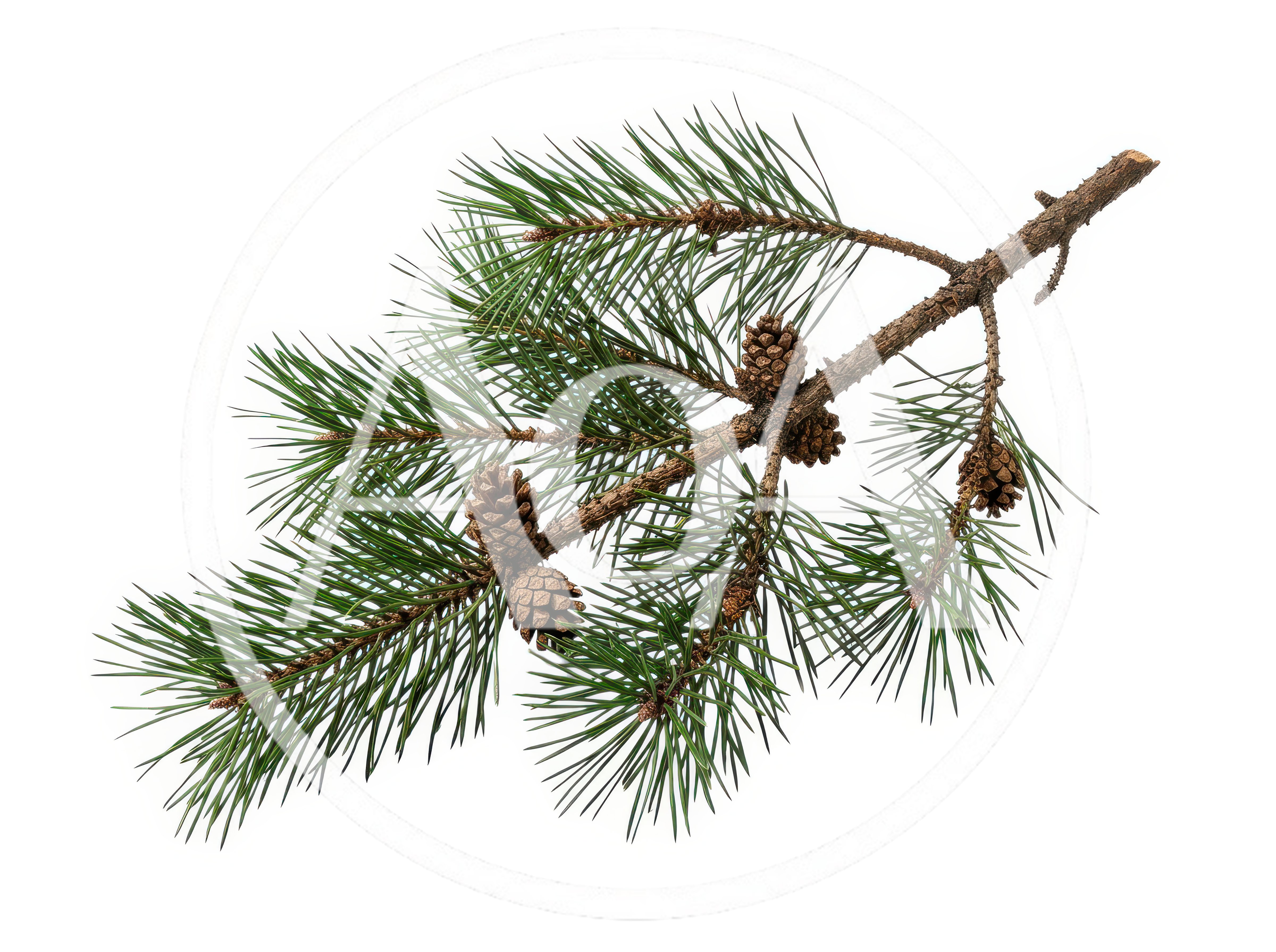 Pine Branch With Cones Isolated On White Background
