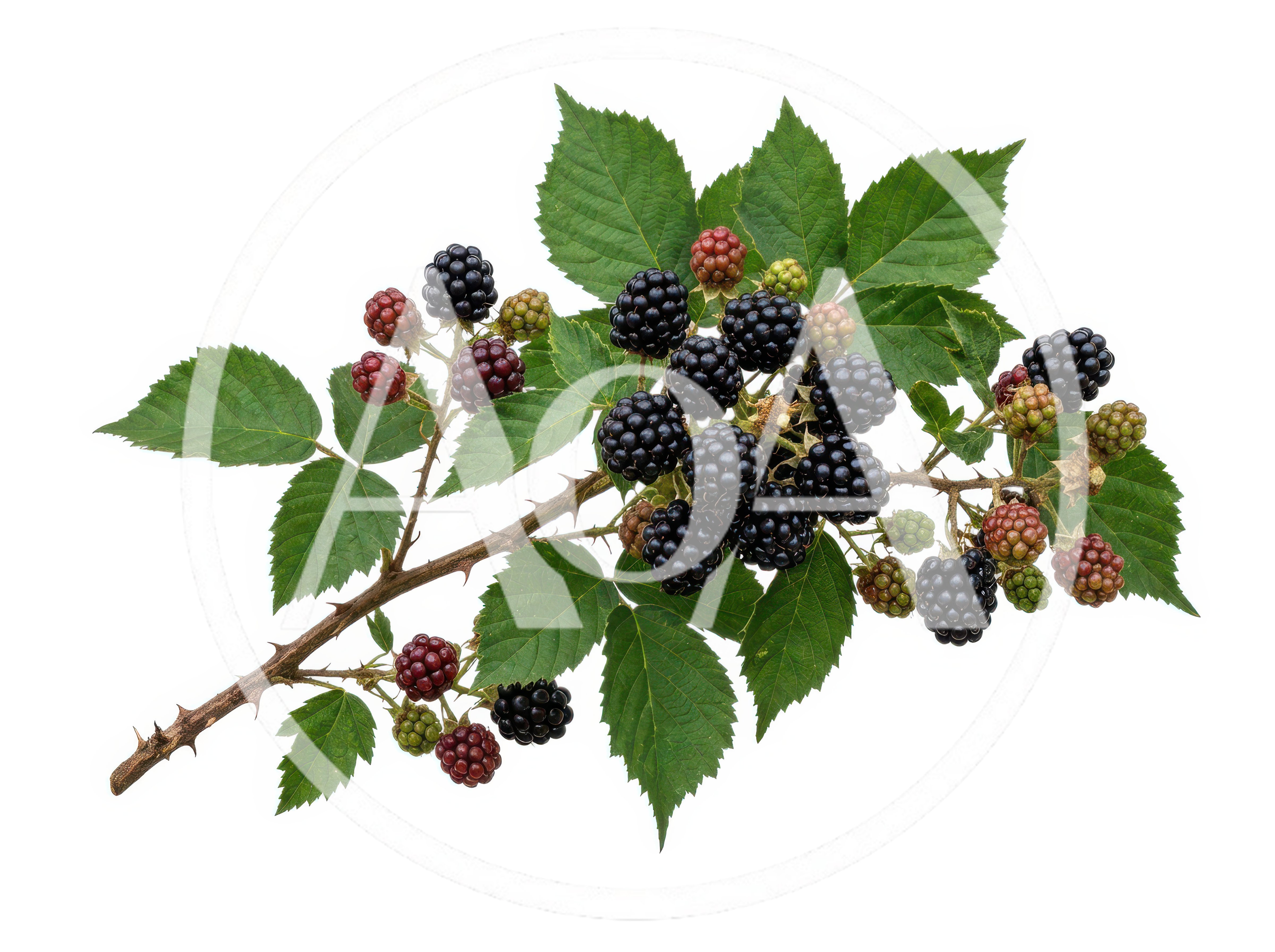 Fresh Ripe Blackberries On A Thorny Branch