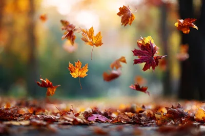 Autumn Maple Leaves Falling In A Park
