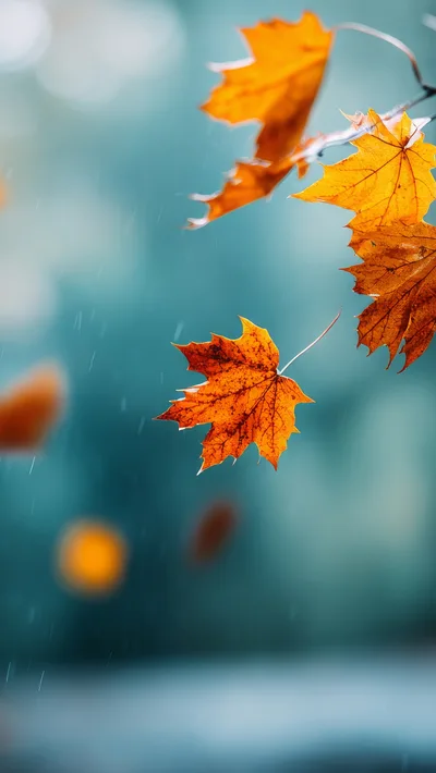 Autumn Maple Leaves Falling In The Rain