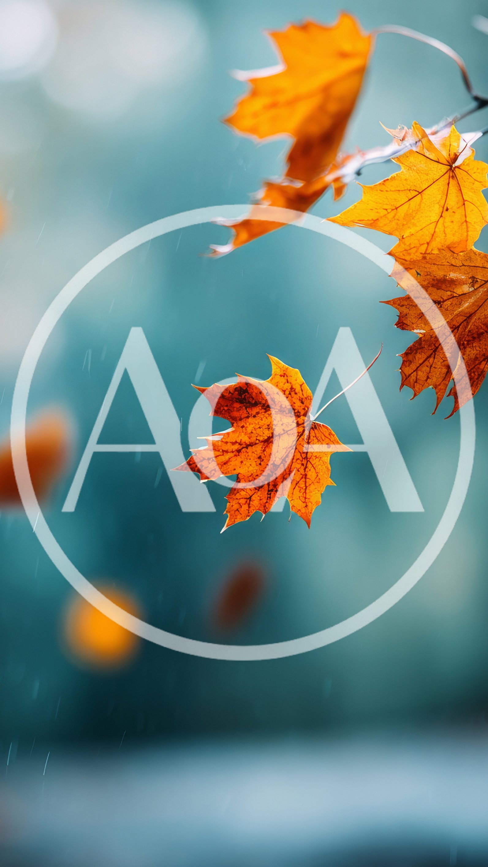 Autumn Maple Leaves Falling In The Rain