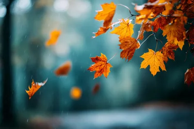 Autumn Maple Leaves Falling In Rainy Forest