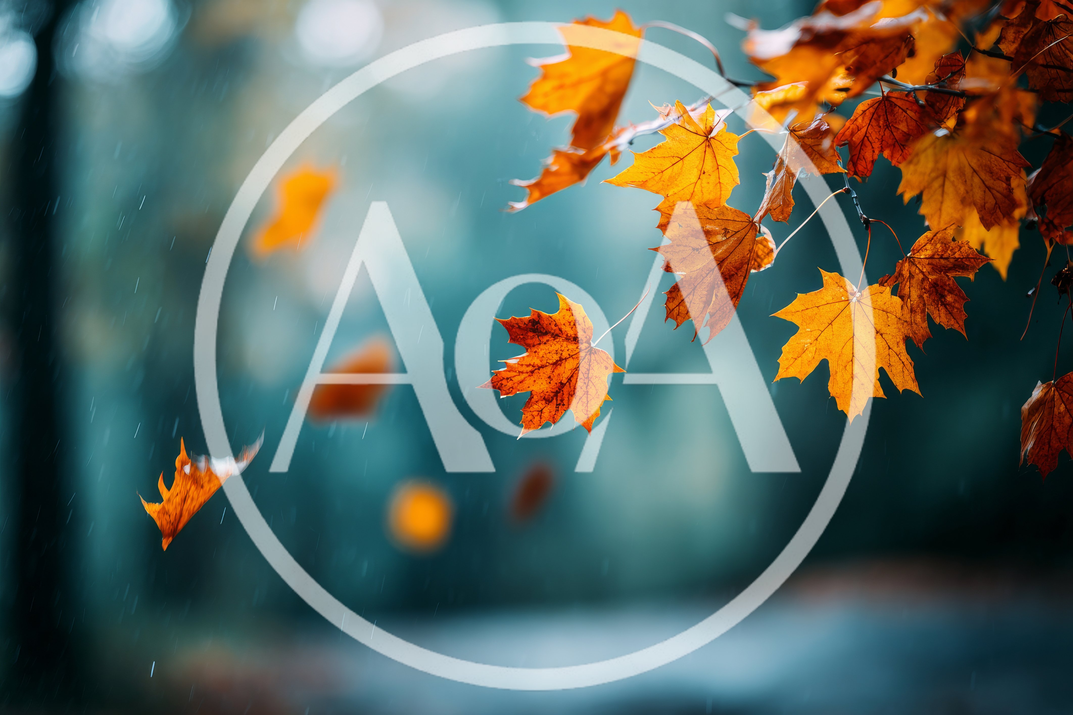 Autumn Maple Leaves Falling In Rainy Forest
