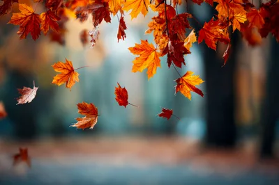 Falling Autumn Maple Leaves In A Forest