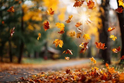 Autumn Maple Leaves Falling In A Sunny Park