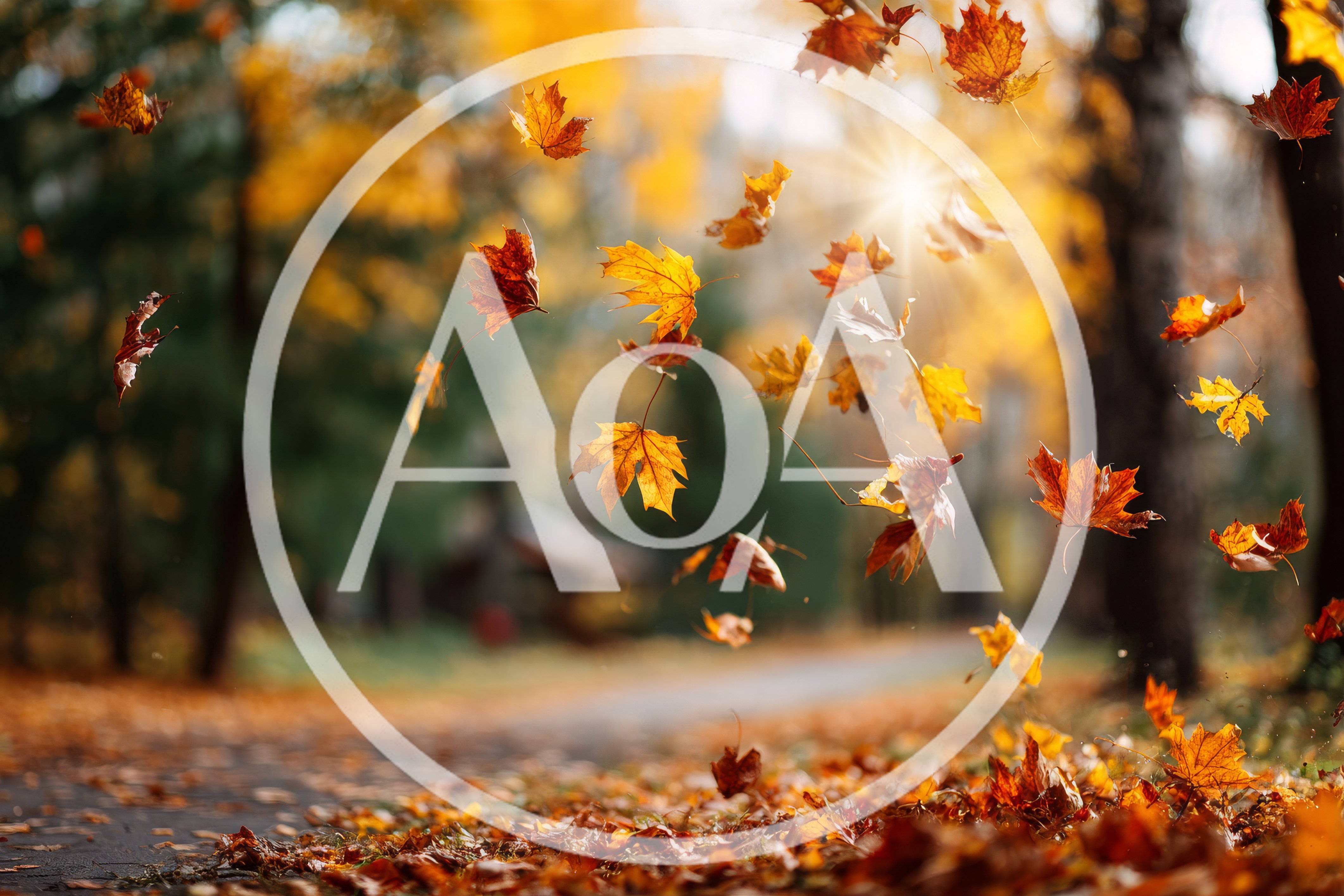 Autumn Maple Leaves Falling In A Sunny Park