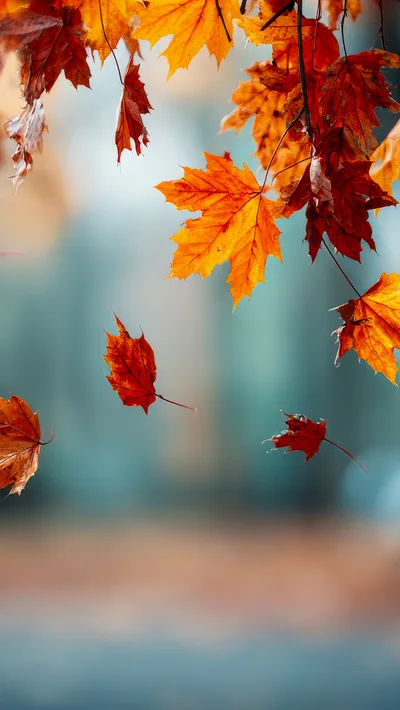 Falling Autumn Maple Leaves Against Blurred Background
