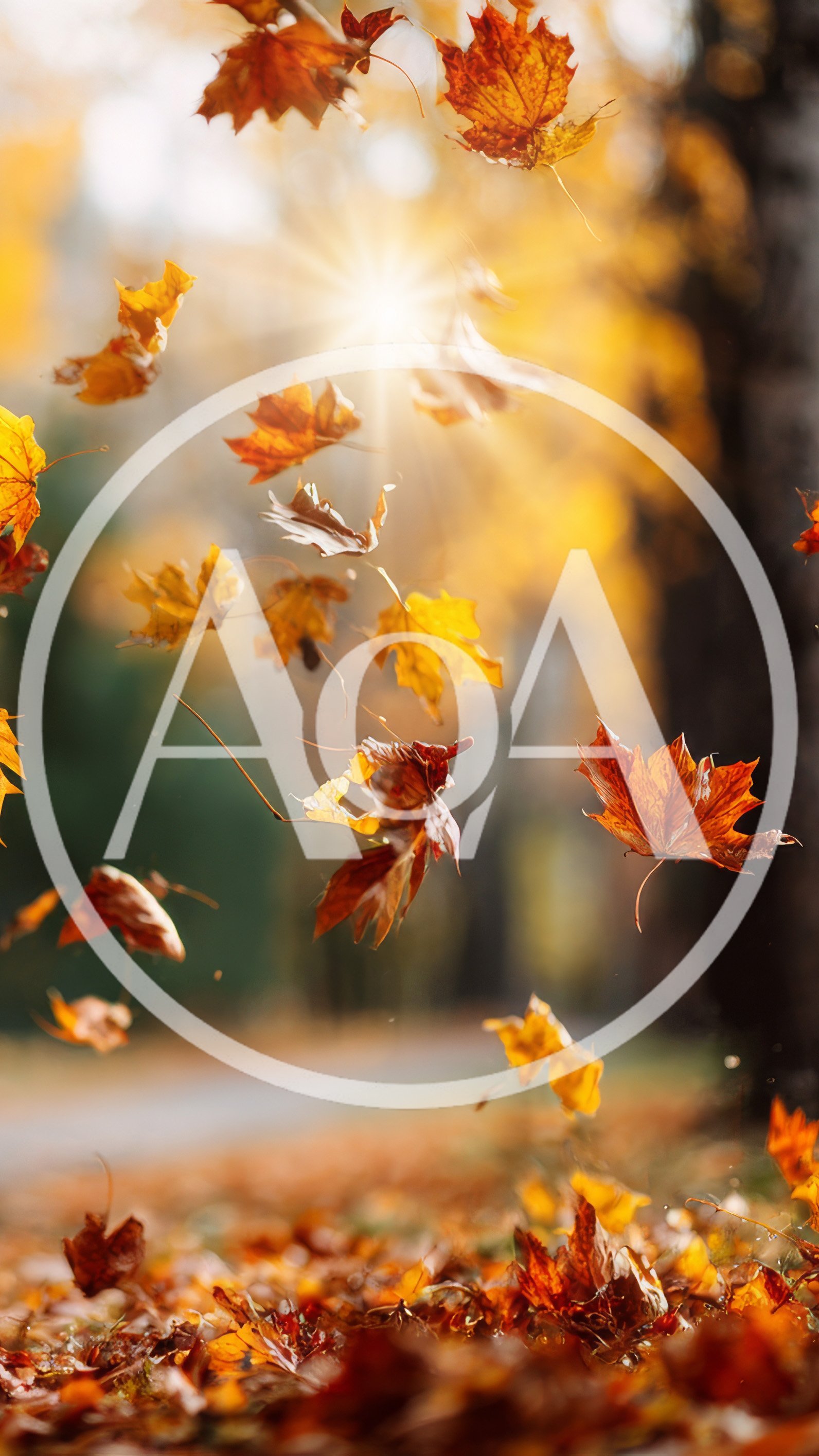Autumn Maple Leaves Falling In Sunlight