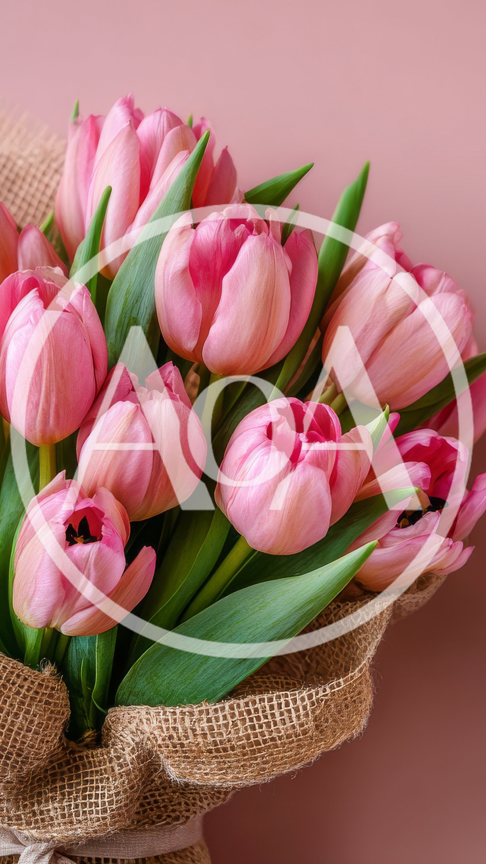 Bouquet of Fresh Pink Tulips Wrapped in Burlap