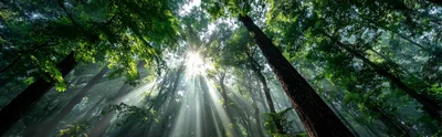 Sunlight Beams Filtering Through Dense Redwood Forest Canopy