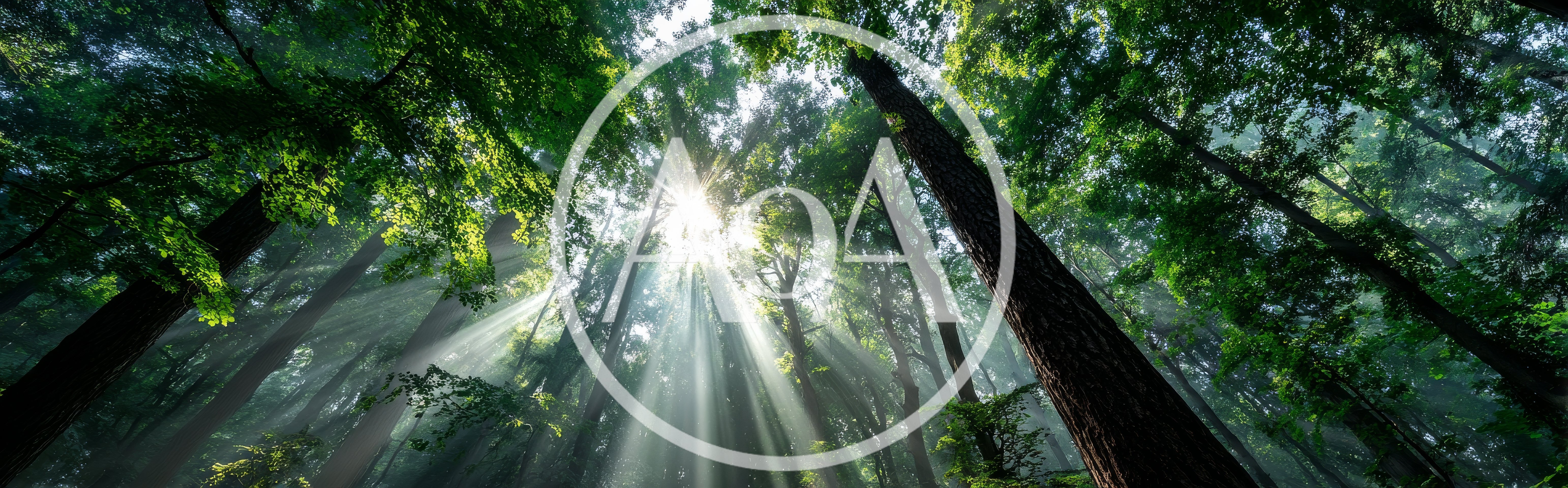 Sunlight Beams Filtering Through Dense Redwood Forest Canopy