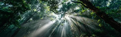 Sunlight Beams Piercing Through Dense Tropical Rainforest Canopy