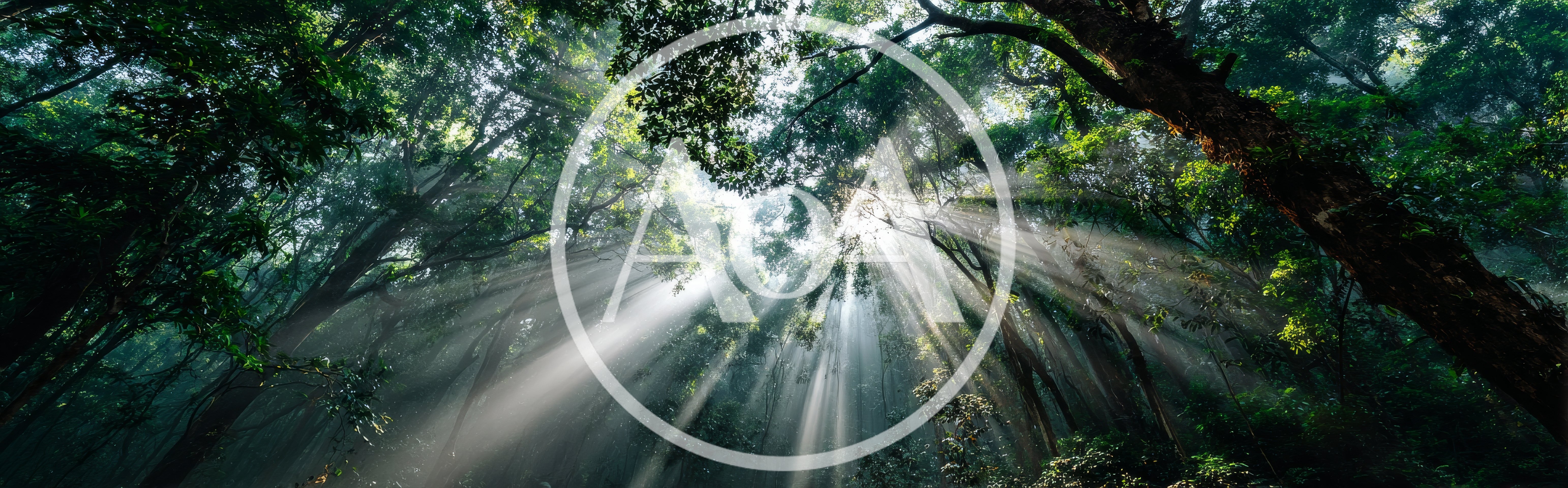 Sunlight Beams Piercing Through Dense Tropical Rainforest Canopy