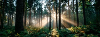 Sunlight Beams Piercing Through Dense Forest Canopy