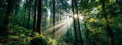 Sunlight Beams Filtering Through A Dense Forest Canopy