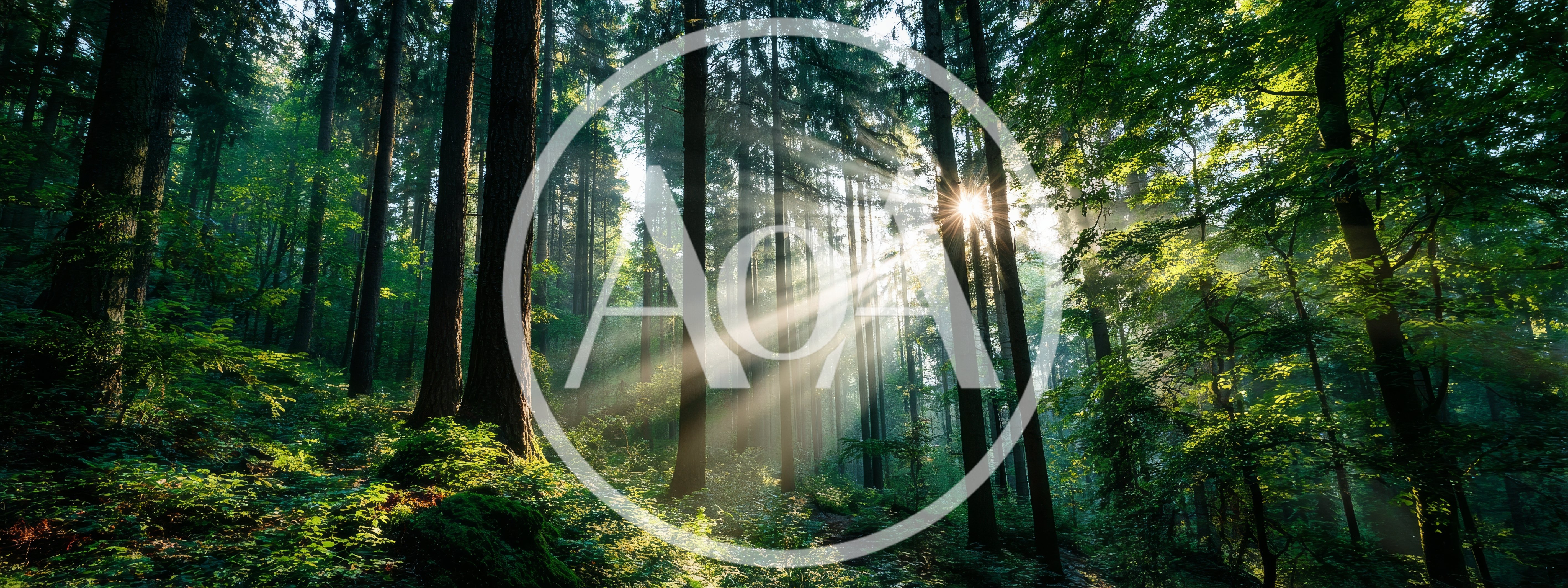Sunlight Beams Filtering Through A Dense Forest Canopy