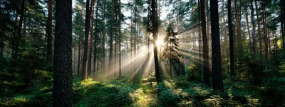 Sunlight Beams Piercing Through A Dense Pine Forest