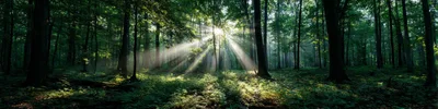 Sunlight Beams Streaming Through A Lush Green Forest
