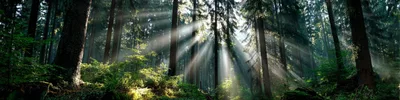 Sunlight Beams Piercing Through Dense Coniferous Forest Canopy