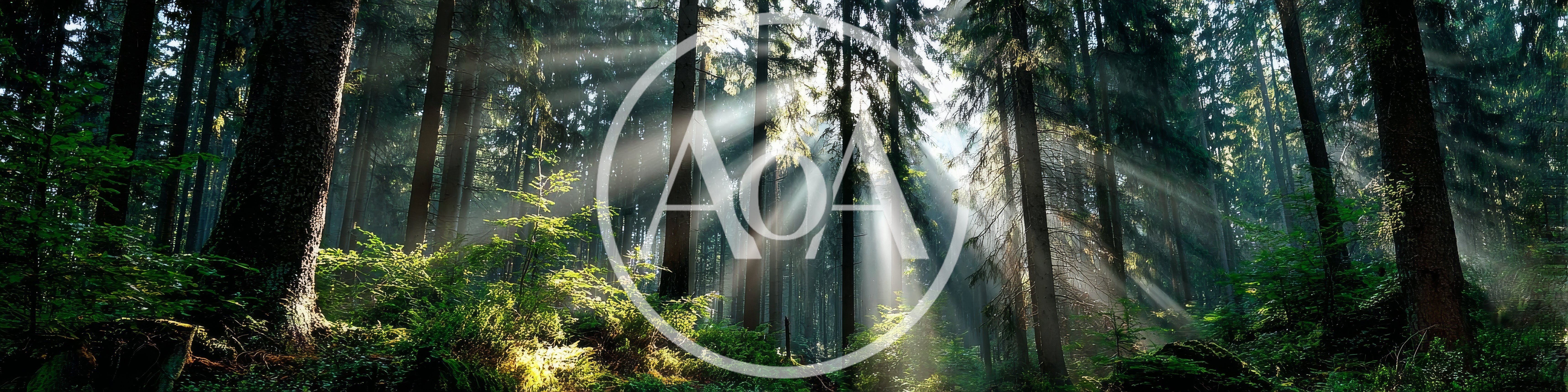 Sunlight Beams Piercing Through Dense Coniferous Forest Canopy