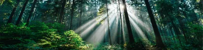 Sunlight Beams Streaming Through Dense Forest Canopy