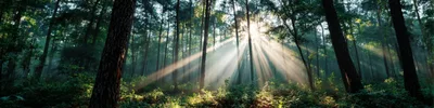 Sunlight Beams Piercing Through Dense Forest Canopy