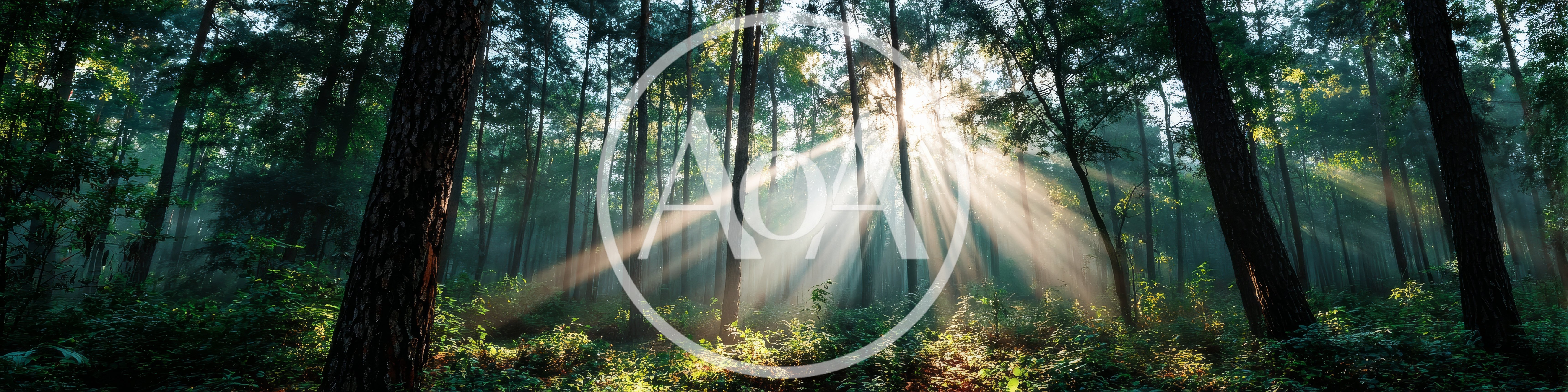 Sunlight Beams Piercing Through Dense Forest Canopy