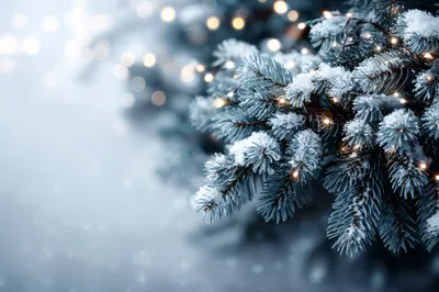 Snow Covered Pine Branches With Christmas Lights