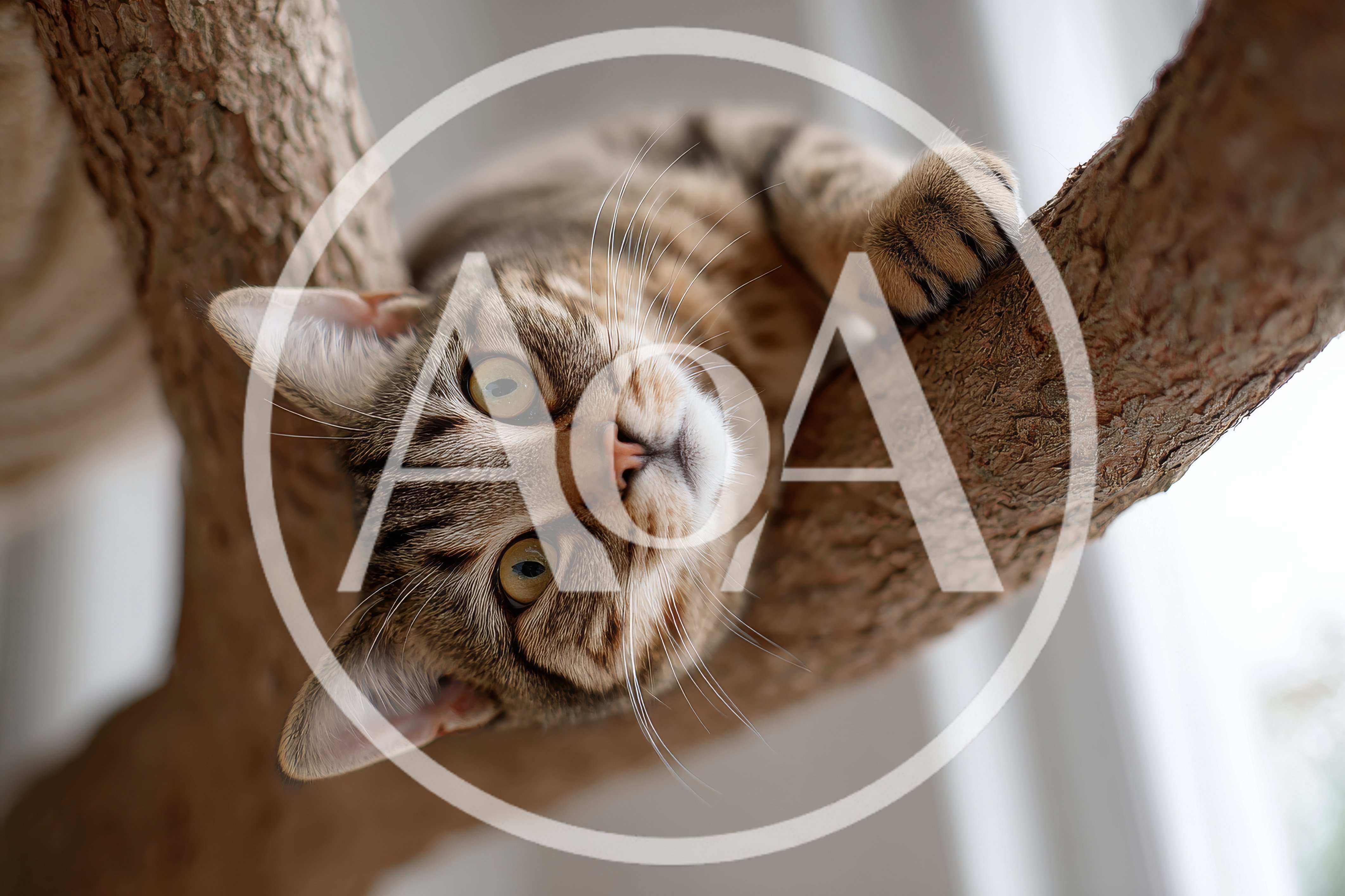 Tabby Cat Resting On A Tree Branch