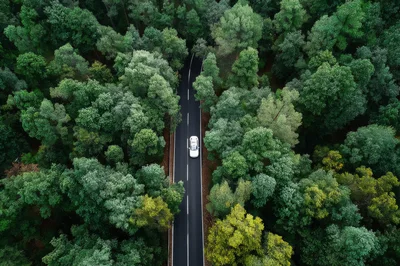 Aerial View Of A White Car Driving Through Forest