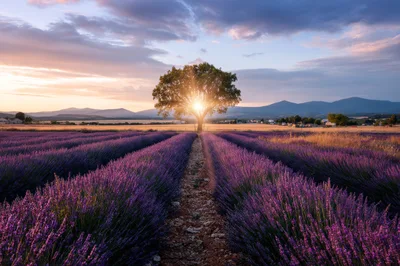 Lone Tree In A Vibrant Lavender Field At Sunset
