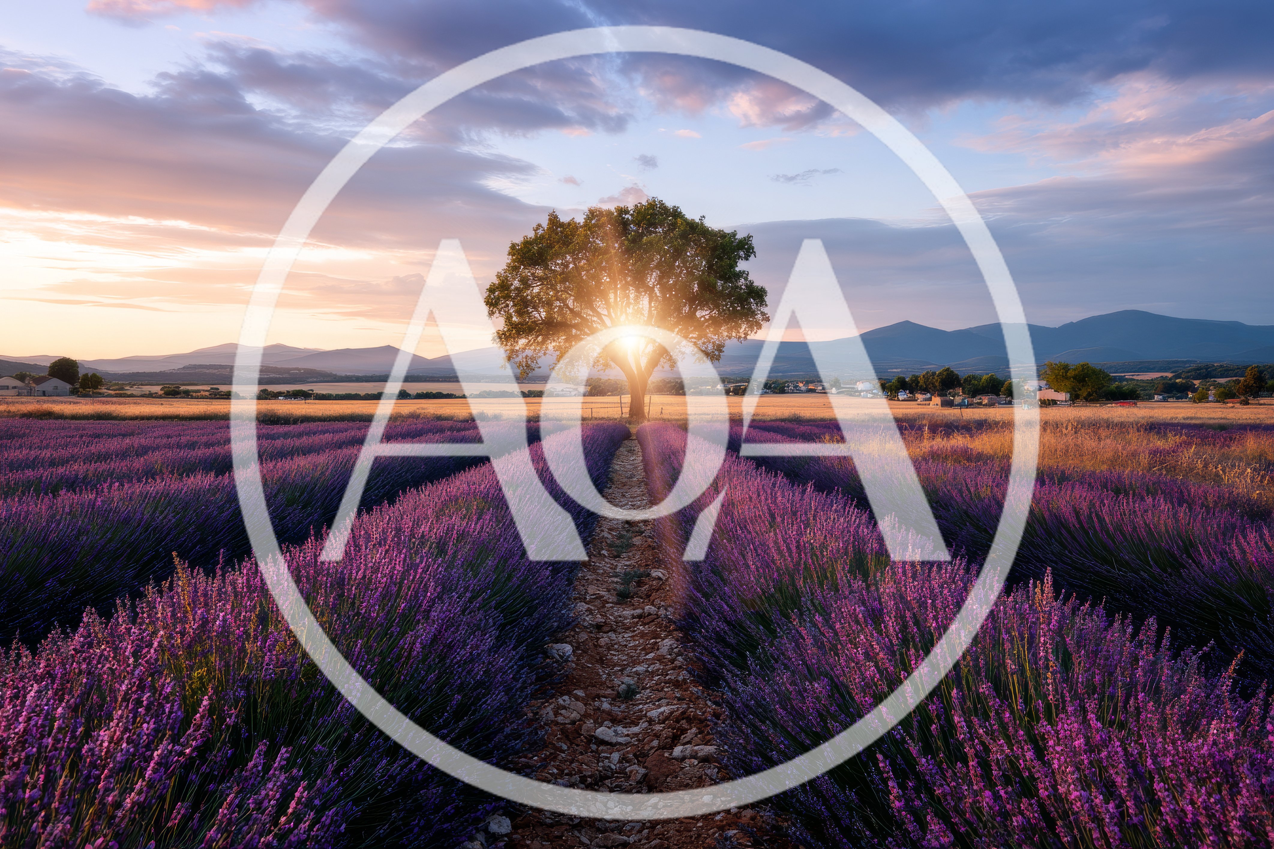 Lone Tree In A Vibrant Lavender Field At Sunset