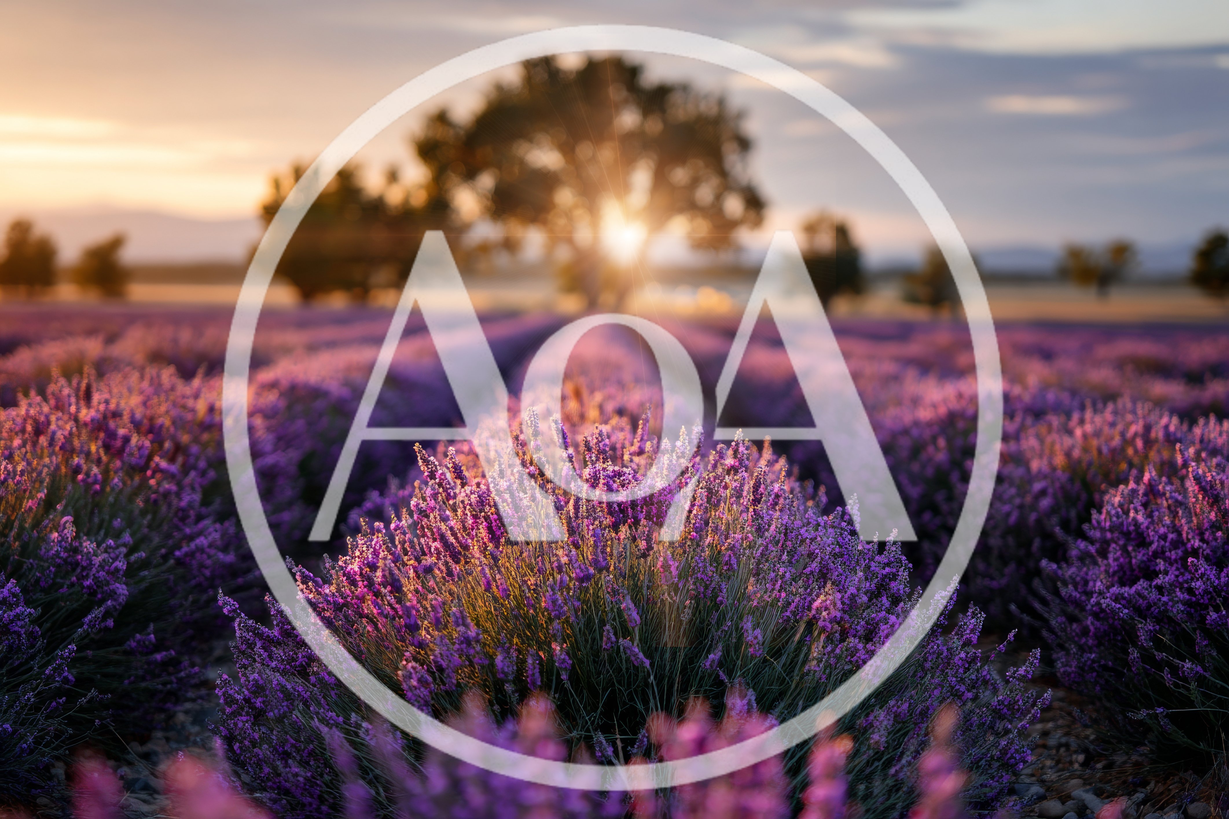 Lavender Field at Sunset with Sun Flare