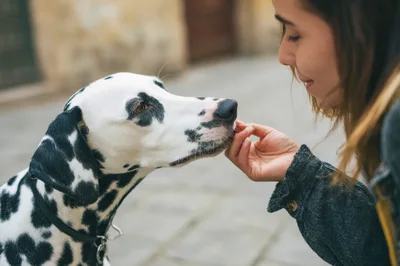 Young Woman Feeding Her Dalmatian Dog Outdoors